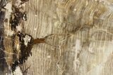 Polished Petrified Wood Slab #277132-1